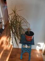 Dracaena, Ophalen, Halfschaduw, Minder dan 100 cm