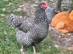 Noordhollandse blauwe kippen te koop, Dieren en Toebehoren, Vrouwelijk, Kip
