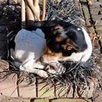 Boerenfox dekreu / staat ter dekking 🐶🐶🐶, Reu, Meerdere, 3 tot 5 jaar, Nederland