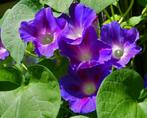 Ipomoea driekleurig Blauwe Ster, Ophalen of Verzenden, Voorjaar, Volle zon, Zaad