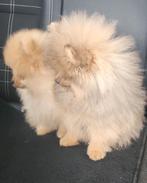 Onwijs mooie kleine pomeriaan pups, Particulier, 15 weken tot 1 jaar, Buitenland, Meerdere