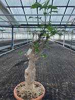 Caudex plant Afrikaanse Baobab (Adansonia Digitata)pot 23cm, Overige soorten, Ophalen of Verzenden, In pot, Minder dan 100 cm