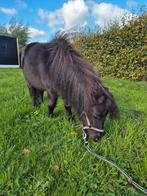 Lieve zwarte mini shetlander shetlandpony, Merrie, A pony (tot 1.17m), Gechipt, 3 tot 6 jaar