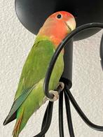 Prachtige Ge Dwergpapegaai Fischerie Roseicolle Personata, Dieren en Toebehoren, Vogels | Parkieten en Papegaaien, Meerdere dieren