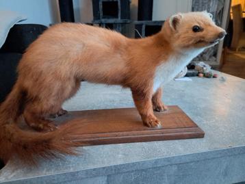 Taxidermie , taxidermy opgezette " Steenmarter "  beschikbaar voor biedingen
