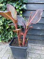 Canna Durban, Tuin en Terras, Planten | Tuinplanten, Ophalen, Zomer, Overige soorten, Volle zon
