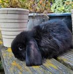 Minilopjes, Dieren en Toebehoren, Konijnen, Meerdere dieren, Dwerg