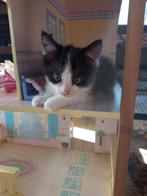 De liefste schoenkadootjes, Dieren en Toebehoren, Katten en Kittens | Overige Katten, Meerdere dieren, Kortharig, 0 tot 2 jaar