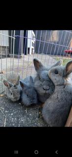 Jonge Konijnen, Dieren en Toebehoren, Konijnen, Meerdere dieren, Klein, 0 tot 2 jaar