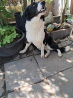 Deze lieve hond zoekt een lief en goud huisje, Dieren en Toebehoren, Honden | Herdershonden en Veedrijvers, Rabiës (hondsdolheid)