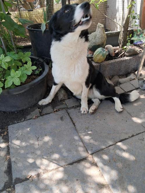 Deze lieve hond zoekt een lief en goud huisje, Dieren en Toebehoren, Honden | Herdershonden en Veedrijvers, Reu, Herder, Particulier
