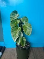 Epipremnum aureum ‘marble queen pothos’ op mospaal, Overige soorten, Ophalen of Verzenden, Minder dan 100 cm, Volle zon