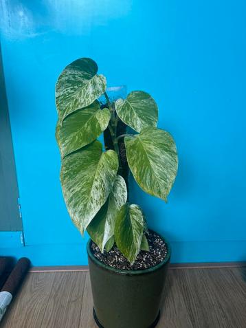 Epipremnum aureum ‘marble queen pothos’ op mospaal beschikbaar voor biedingen