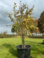 Fladderiep Meerstammig - Prachtige Boom!, Bloeit niet, Overige soorten, 100 tot 250 cm, Ophalen