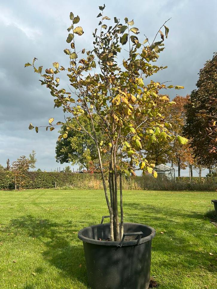 Fladderiep Meerstammig - Prachtige Boom!, Tuin en Terras, Planten | Bomen, Overige soorten, 100 tot 250 cm, Volle zon, Bloeit niet
