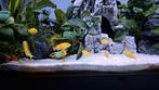 Labidochromis caeruleus yellow, Vis