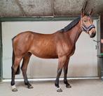 Leuk 3 jarig springpaard, Merrie, Met stamboom, Springpaard, Zadelmak