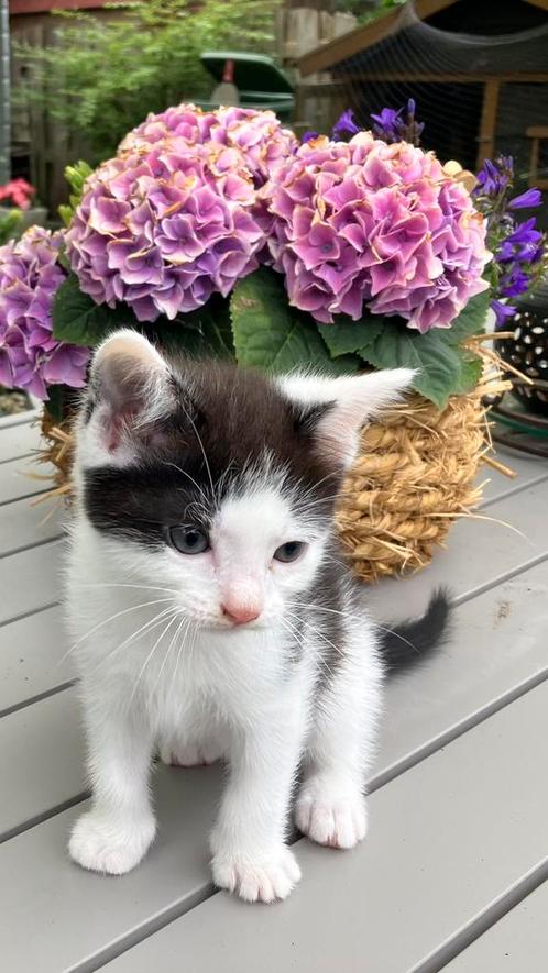 Nog maar 1 beschikbaar. Halve Ragdolls met blauwe oogjes, Dieren en Toebehoren, Katten en Kittens | Raskatten | Langhaar, Kater