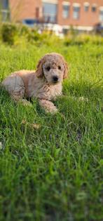 Poedel puppy, Dieren en Toebehoren, Honden | Chihuahua's en Gezelschapshonden, Parvo, 15 weken tot 1 jaar, Reu, Eén hond