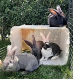 Jonge Vlaamse reuzen, Dieren en Toebehoren, Meerdere dieren, Groot, 0 tot 2 jaar