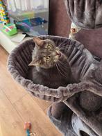 poes aangeboden, Dieren en Toebehoren, Katten en Kittens | Overige Katten, Poes