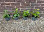 Salvia amistad - vaste plant, Tuin en Terras, Planten | Tuinplanten, Ophalen, Zomer, Overige soorten, Volle zon