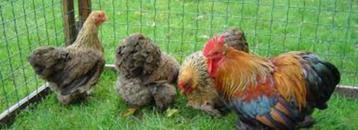 KNUFFELKIPPEN. beschikbaar voor biedingen