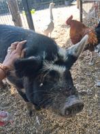Goed huisje gezocht voor kunekune en hangbuikzwijntjes, Dieren en Toebehoren, Schapen, Geiten en Varkens