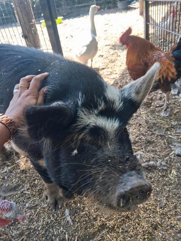 Goed huisje gezocht voor kunekune en/of hangbuikzwijntjes beschikbaar voor biedingen