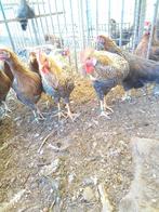 Koekoek patrijs hanen, Dieren en Toebehoren, Pluimvee, Mannelijk, Kip