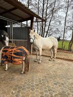 Drachtige connemara merrie, Dieren en Toebehoren, Pony's, Merrie, Springpony, 7 tot 10 jaar, Onbeleerd