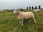 Noord hollander Dekram, Dieren en Toebehoren, Schapen, Geiten en Varkens, Mannelijk, Schaap