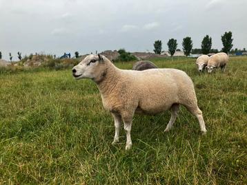 Noord hollander Dekram beschikbaar voor biedingen