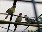 Prince of Walesparkiet | Rustige, sierlijke grote parkiet, Dieren en Toebehoren, Vogels | Parkieten en Papegaaien, Meerdere dieren