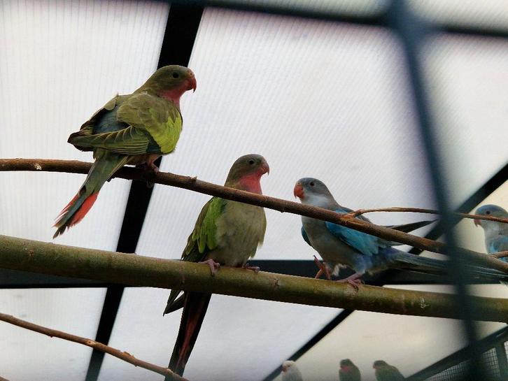 Prince of Walesparkiet | Rustige, sierlijke grote parkiet, Dieren en Toebehoren, Vogels | Parkieten en Papegaaien, Parkiet, Meerdere dieren