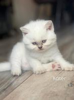 Britse Korthaar kittens vnf 22 sept beschikbaar, Dieren en Toebehoren, Katten en Kittens | Raskatten | Korthaar, Kater, Ontwormd