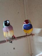 Koppel gouldamadine pastel, Dieren en Toebehoren, Vogels | Overige Vogels, Meerdere dieren
