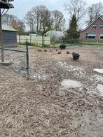 7 leuke kleine hobbyvarkens te koop, Dieren en Toebehoren, Schapen, Geiten en Varkens, Meerdere dieren, Varken, 0 tot 2 jaar