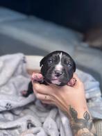 Amstaff American Stafford Staffordshire Terrier laatste reu!, Dieren en Toebehoren, Honden | Jack Russells en Terriërs, 8 tot 15 weken