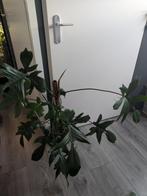 Philodendron Pedatum grote plant, Huis en Inrichting, Kamerplanten, Ophalen of Verzenden, Halfschaduw, Minder dan 100 cm