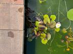 Waterlelies en andere vijverplanten, Volle zon, Vaste plant, Ophalen of Verzenden, Zomer