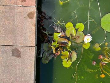 Waterlelies en andere vijverplanten beschikbaar voor biedingen