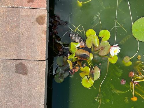 Waterlelies en andere vijverplanten, Tuin en Terras, Planten | Tuinplanten, Vaste plant, Vijverplanten, Volle zon, Zomer, Ophalen of Verzenden
