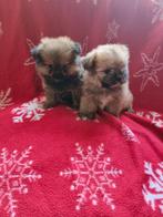 Boomer  pomeriaan. Pups, Dieren en Toebehoren, Honden | Chihuahua's en Gezelschapshonden, Overige rassen, Meerdere, Meerdere dieren