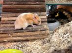 Jonge goudhamsters, Dieren en Toebehoren, Knaagdieren, Hamster, Mannelijk, Tam, September