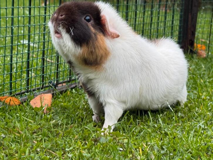 Lief zeugje Alliance, Dieren en Toebehoren, Knaagdieren, Vrouwelijk, Cavia, April, Tam