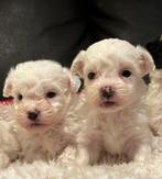 Super mooie sociale boomer pups !, Overige rassen, Meerdere, Meerdere dieren, Nederland