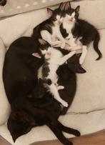 5 lieve kittens te koop, Dieren en Toebehoren, Katten en Kittens | Overige Katten, Meerdere dieren