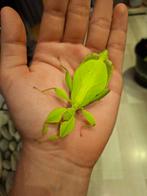 Eitjes Phyllium philippinicum, Dieren en Toebehoren, Insecten en Spinnen, Wandelende tak