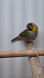 Cubavink pop 2025 (Geringd), Vrouwelijk, Tropenvogel, Geringd